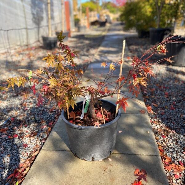 Acer palmatum 'Atropurpureum' (P2)
