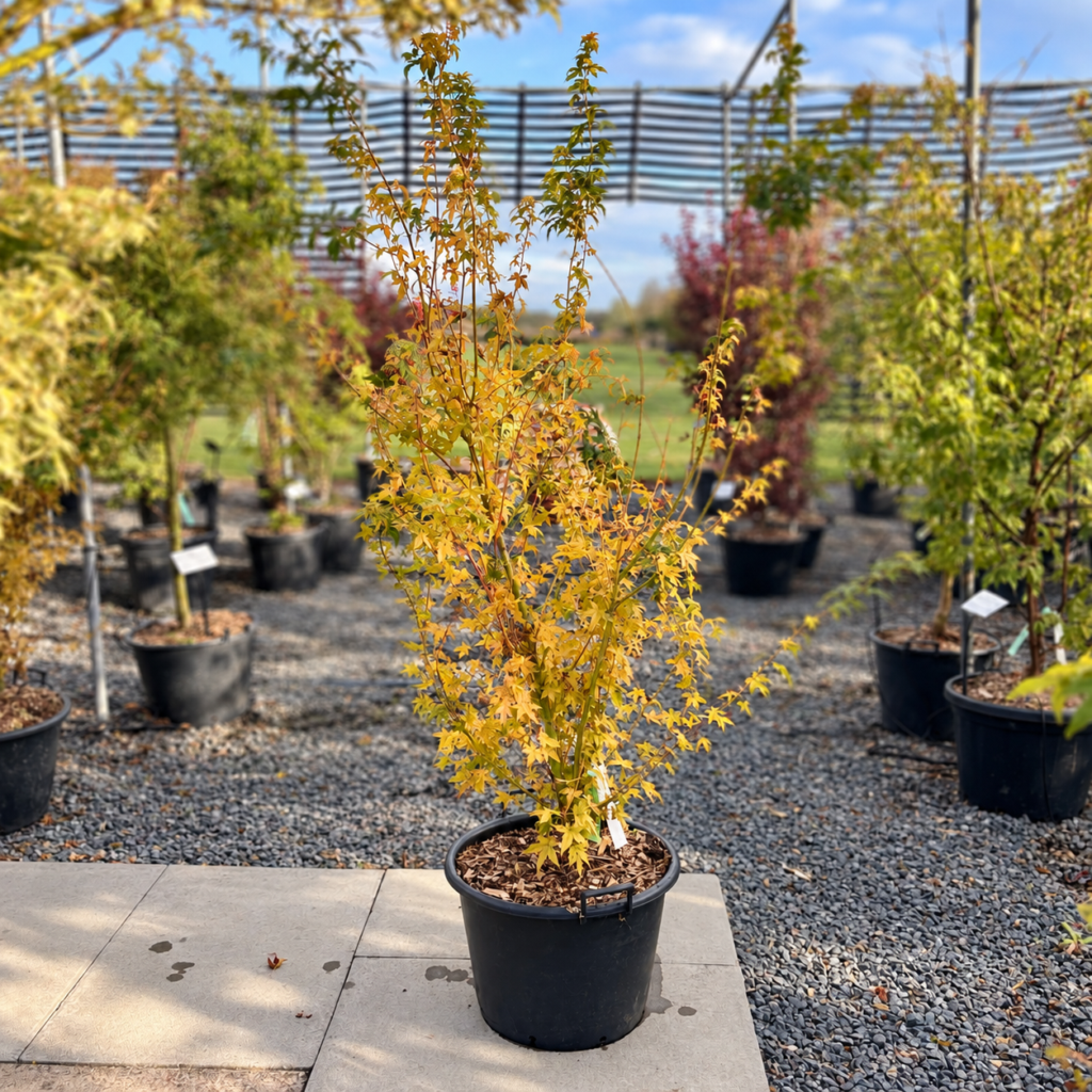 Acer palmatum Bi-hoo