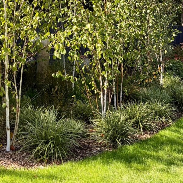 Carex 'Ice Dance' (HGUK)