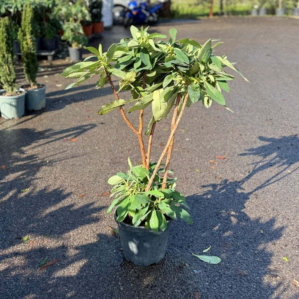 Edgeworthia chrysantha