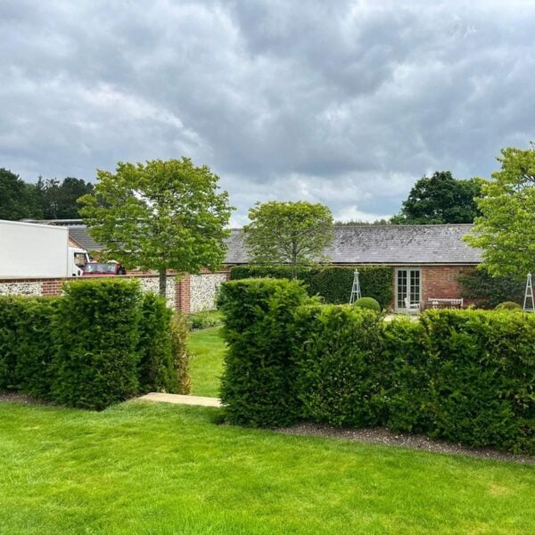 Taxus baccata -  Hedging  (P2, TH1, N1, V1, BR1, ST1)