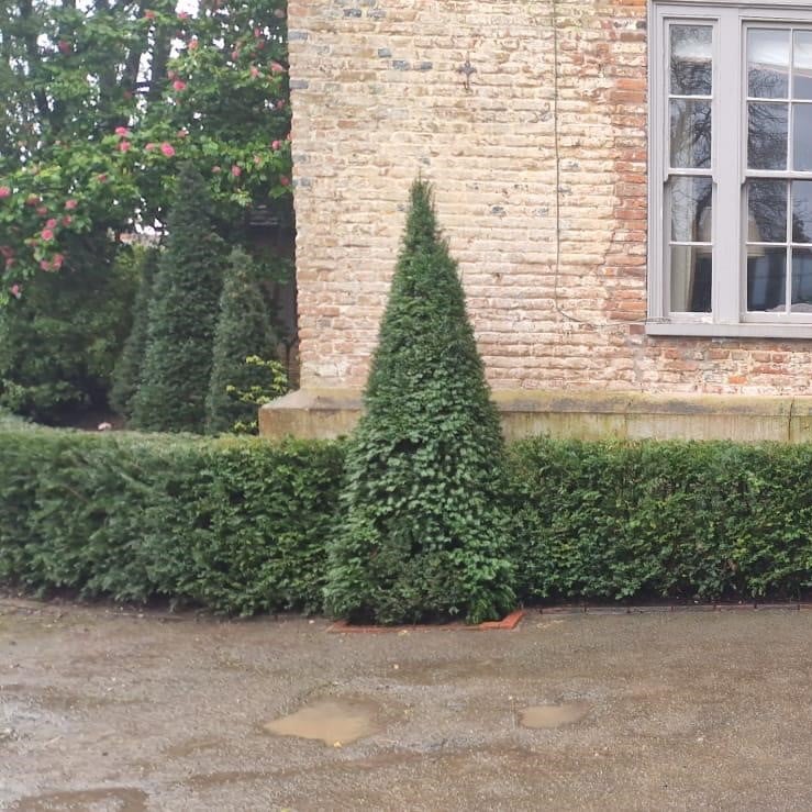 Taxus baccata - Hedging - Image 7