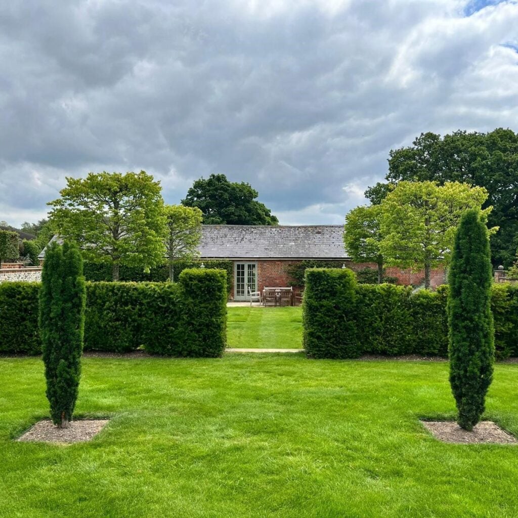 Taxus baccata - Hedging - Image 3