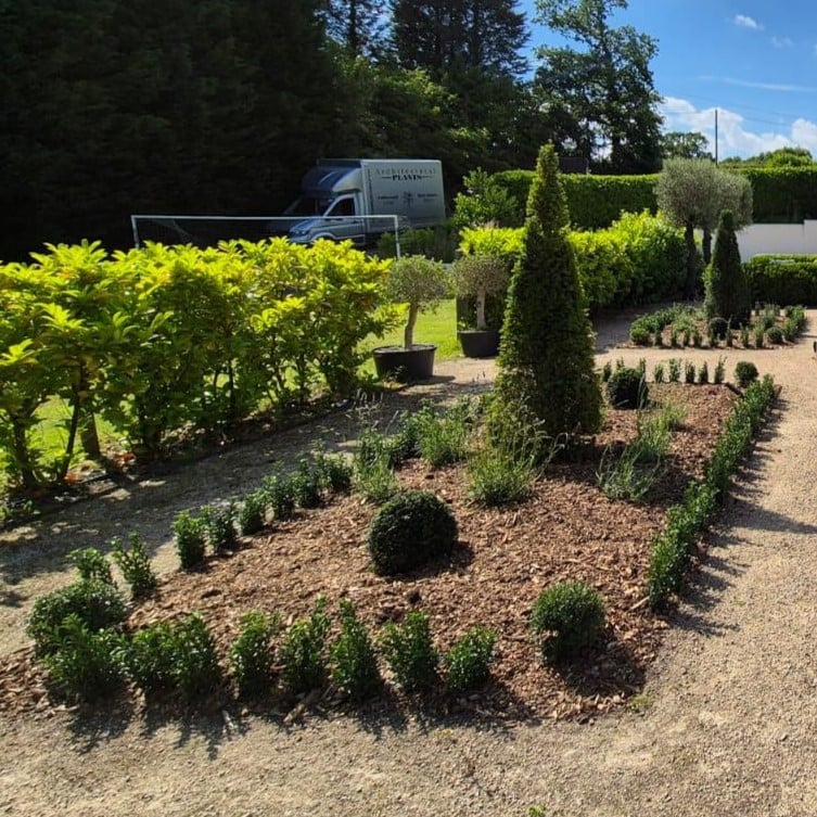 Taxus baccata - Hedging - Image 4
