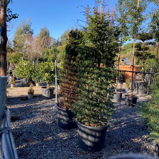 Taxus baccata - Hedging - Image 12