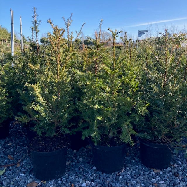 Taxus baccata - Hedging - Image 8