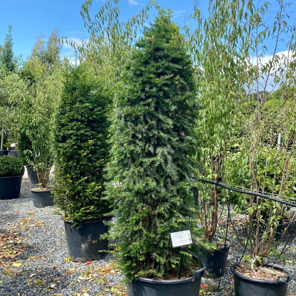 Taxus baccata - Hedging - Image 5
