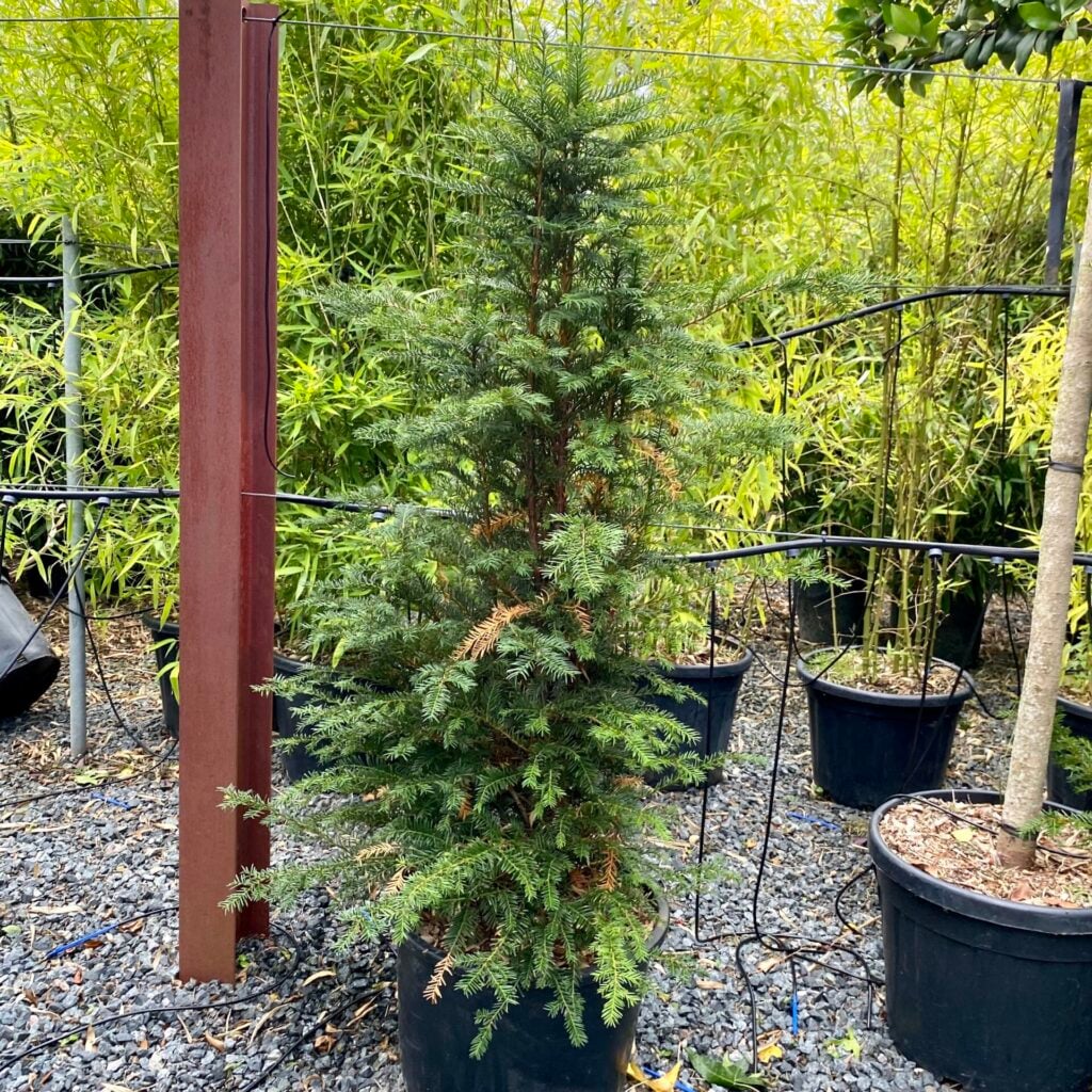 Taxus baccata - Hedging - Image 2