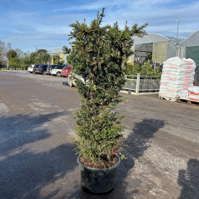 Taxus baccata - Hedging - Image 11