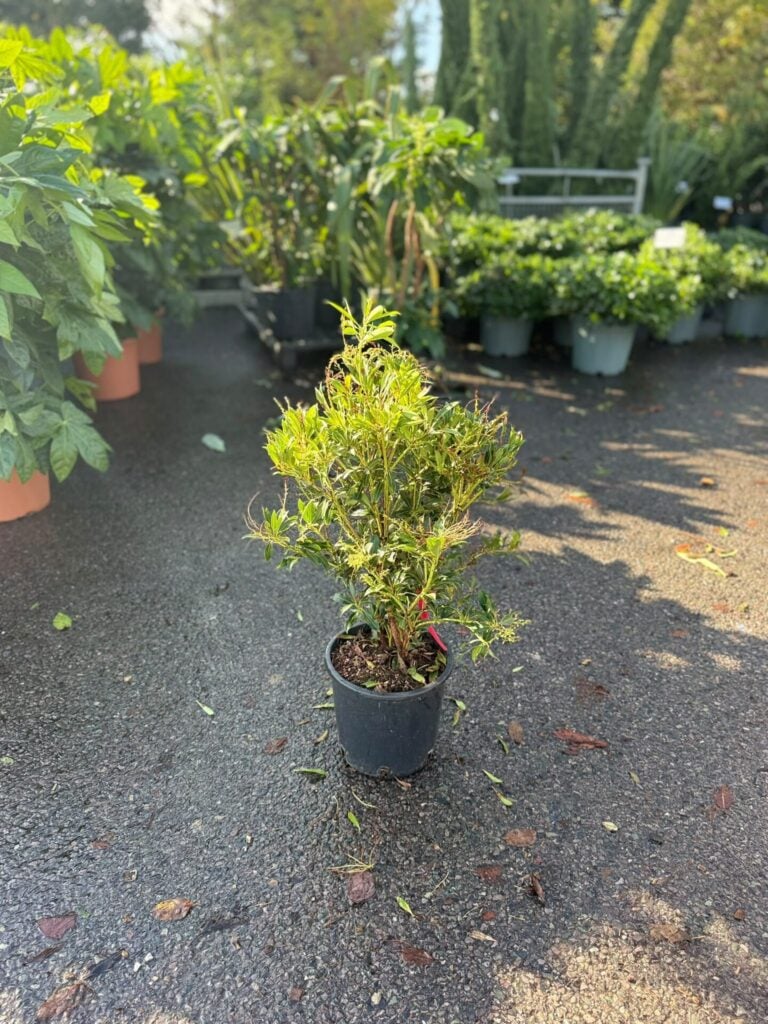 Pieris floribunda 'Forest Flame' - Image 2