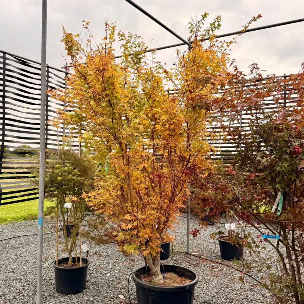 Acer palmatum 'Red Wood' - Image 4