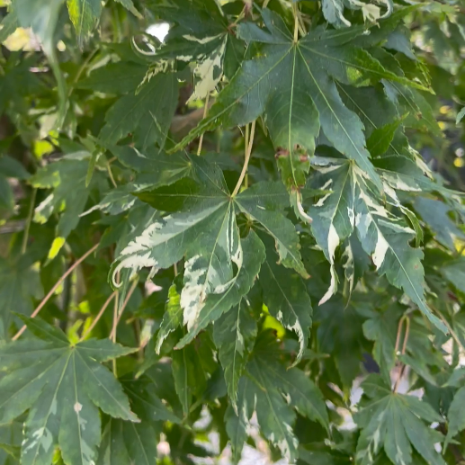 Acer palmatum 'Asahi-zuru' (P2)