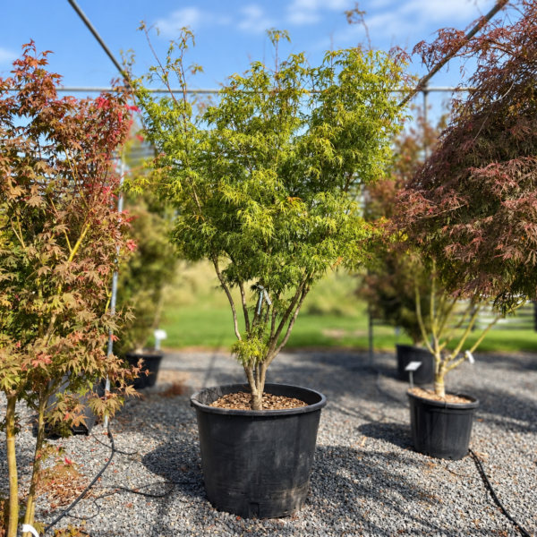 Acer palmatum 'Scolopendrifolium'  (P2)