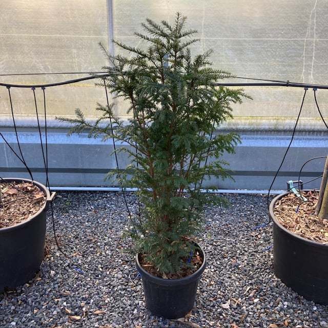 Taxus baccata - Hedging - Image 10