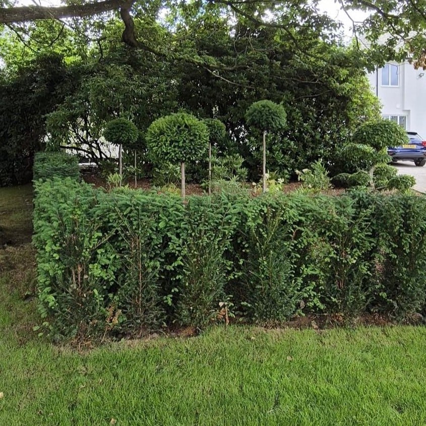 Taxus baccata - Hedging - Image 9
