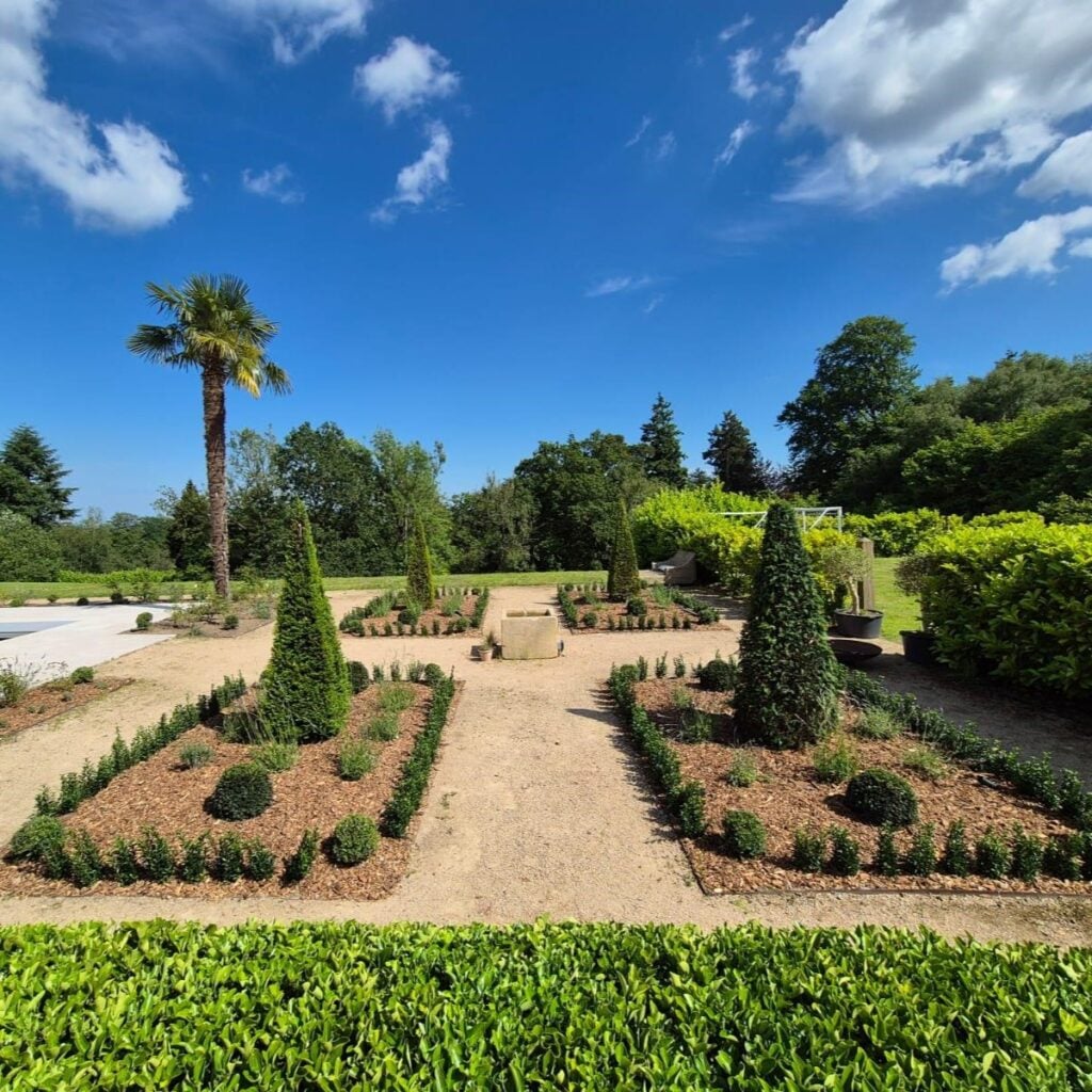 Taxus baccata - Hedging - Image 6