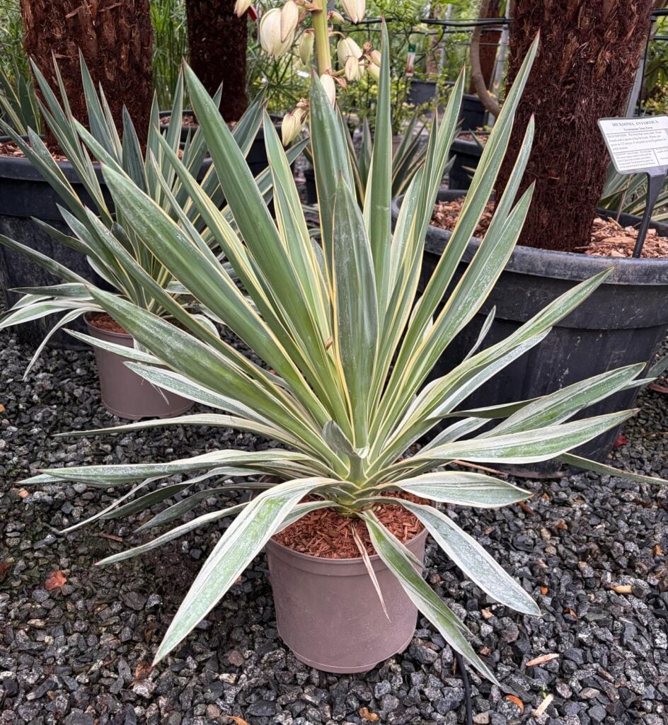 Yucca gloriosa 'Variegata' - Image 3