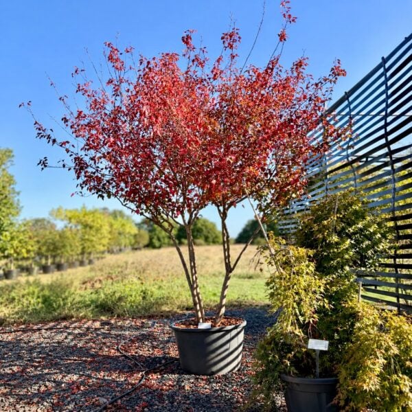 Acer ginnala (N1)