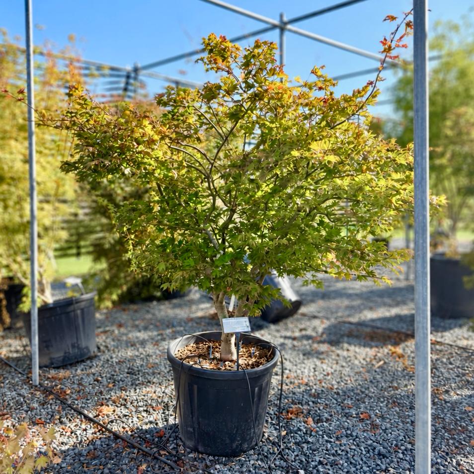 Acer palmatum 'Reticulatum Red'