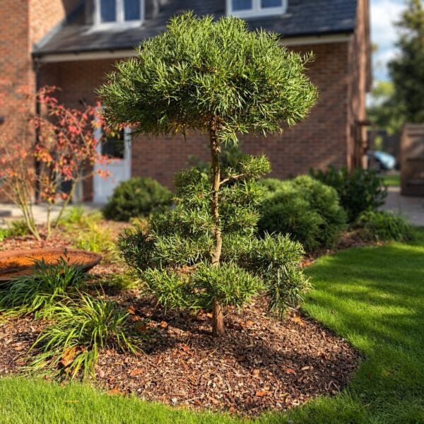 Podocarpus salignus - Niwaki (HG, VDP1)