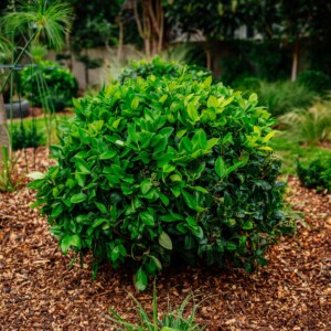 Ligustrum japonica 'Texanum'