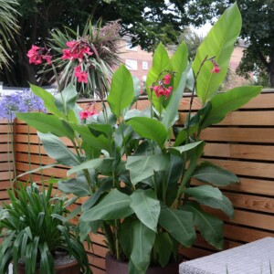 SAMSUNG CSC Canna iridiflora