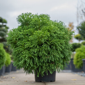 Cryptomeria japonica ‘Globosa Nana’ (The Green Poodle)