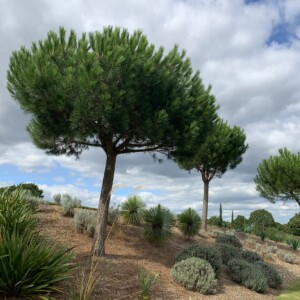 Pinus pinea (Umbrella, Stone or Pesto Pine)