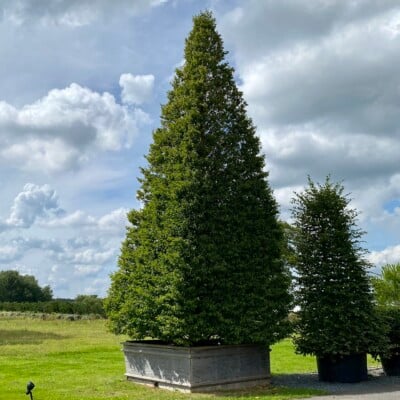 Carpinus betulus fastigiata