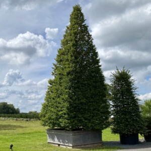Carpinus betulus fastigiata