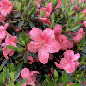 Azalea Japonica