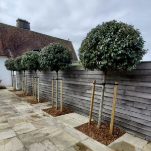 Elaeagnus x ebbingei (Fragrant Mouseberry)