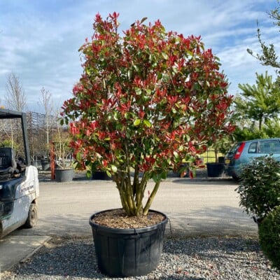 Photinia glabra (Japanese Photinia)