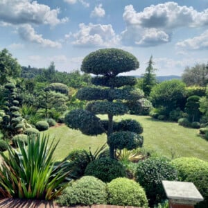 Quercus ilex ‘Niwaki’