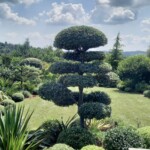 Quercus ilex ‘Niwaki’