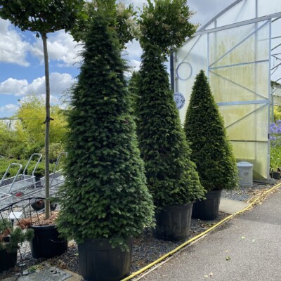 Taxus baccata - Cones