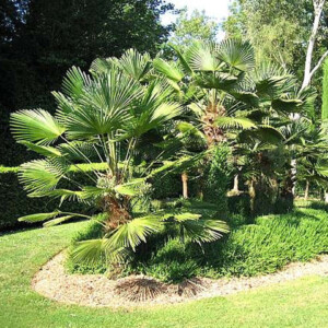 Trachycarpus wagnerianus