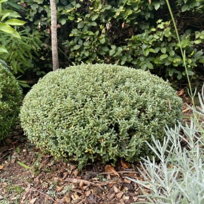 Hebe Sutherlandii Shrub