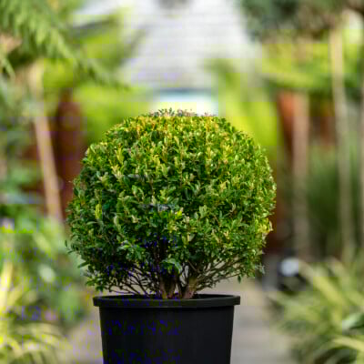 Ilex maximowicziana 'Kanehirae'