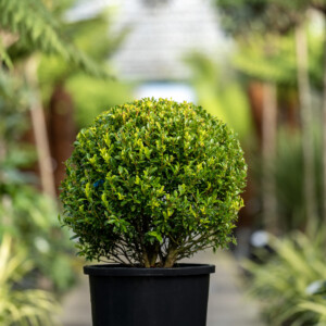 Ilex maximowicziana 'Kanehirae'