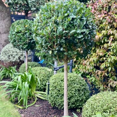 Lollipops half standard