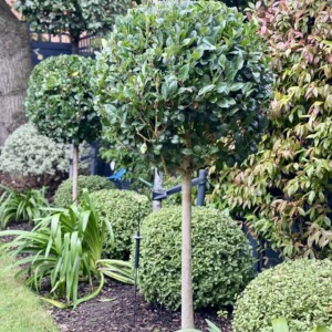 Lollipops half standard