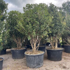 Osmanthus x fortunei - Multi Stems