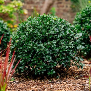 Ilex X Merserveae 'Blue Prince'