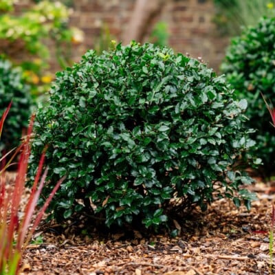 Ilex X Merserveae 'Blue Prince'