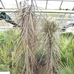 pseudopanaxcrassifolius03