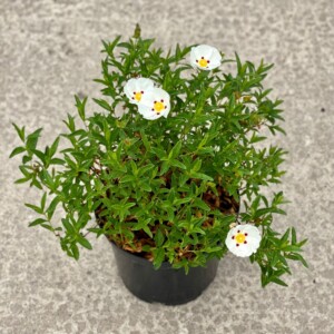 Cistus x lusitanicus 'Decumbens'